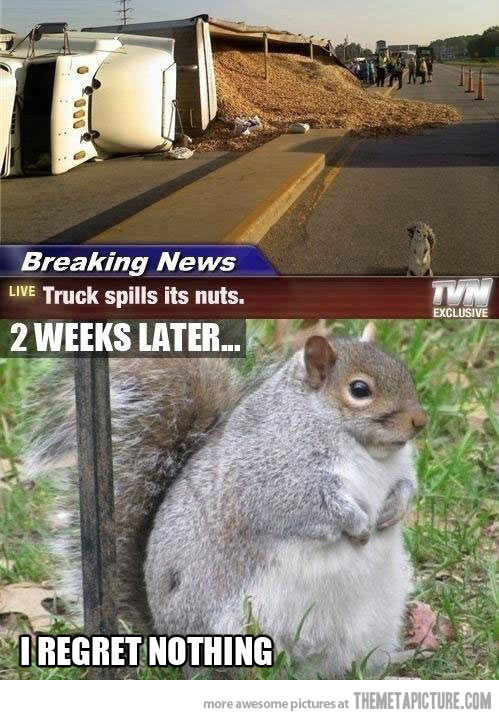 Truck Spills Its Nuts 2 Weeks Later I Regret Nothing Funny Squirrel Meme
