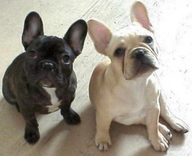 Two Black And White French Bulldog Puppies