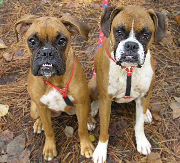 Two Boxer Dog Puppies Staring At Camera
