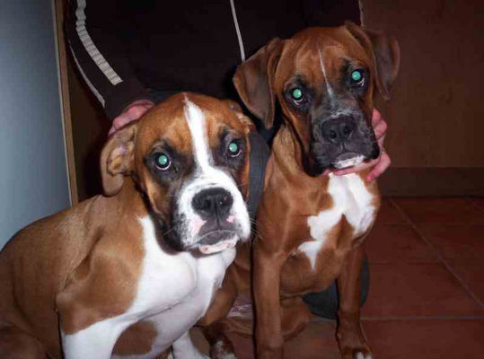 Two Boxer Dogs Looking At You