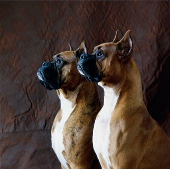 Two Boxer Dogs Picture