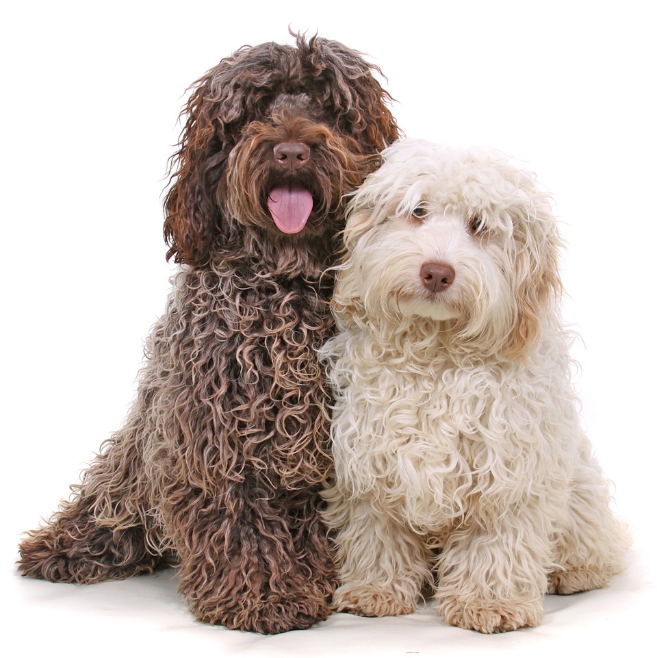 Two Cockapoo Dogs Picture