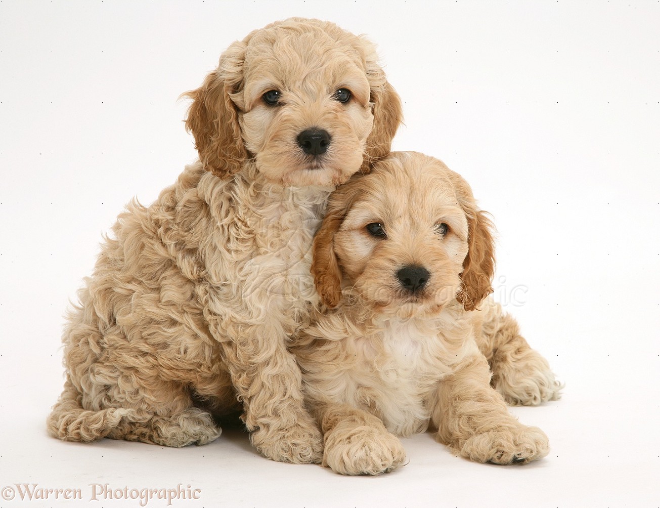 Two Cockapoo Puppies Picture