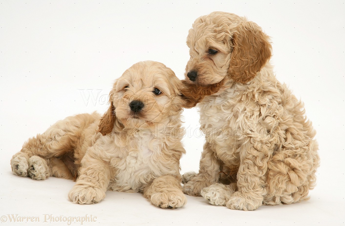 Two Cockapoo Puppies Playing