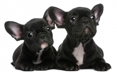Two Cute Black French Bulldog Puppies