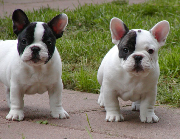 Two Cute Brindle French Bulldog Puppies