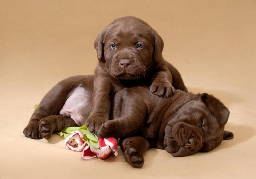 Two Cute Chocolate Labrador Retriever Puppies Picture
