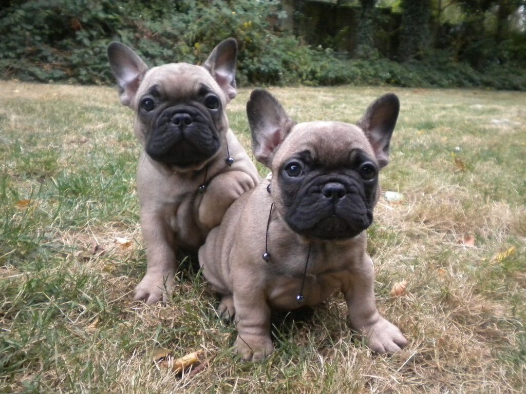 Two Cute French Bulldog Puppies