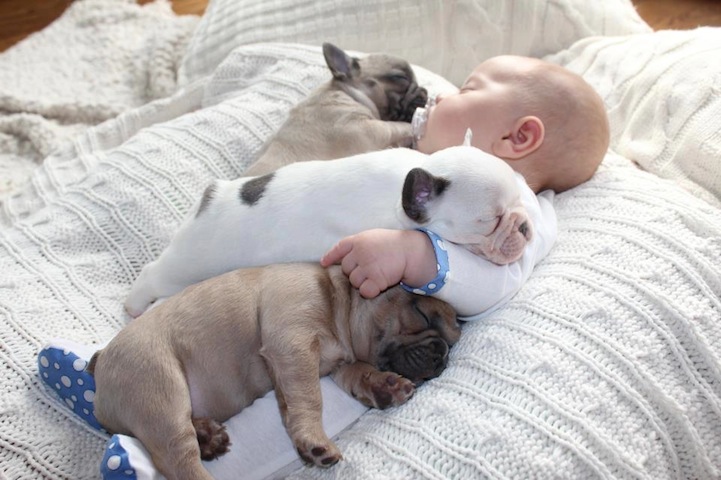 Two Cute French Bulldog Sleeping With Baby