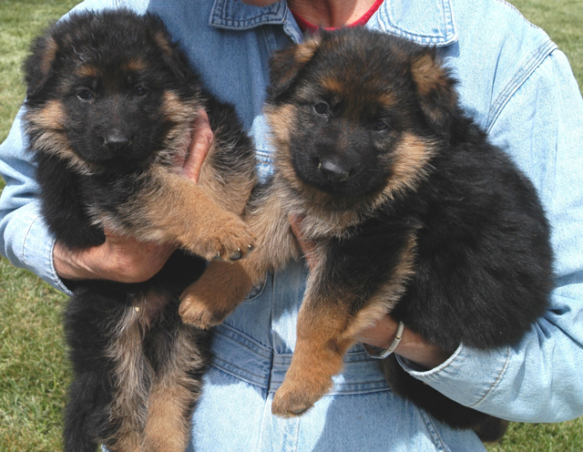 Two Cute German Shepherd Puppies