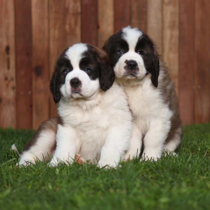 Two Cute Saint Bernard Puppies Sitting On Grass