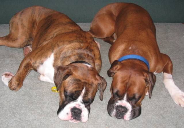 Two Lazy Boxer Dogs