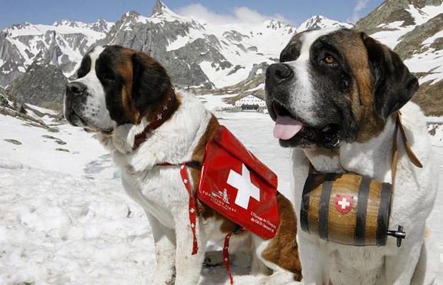 Two Saint Bernard Dogs In Snow