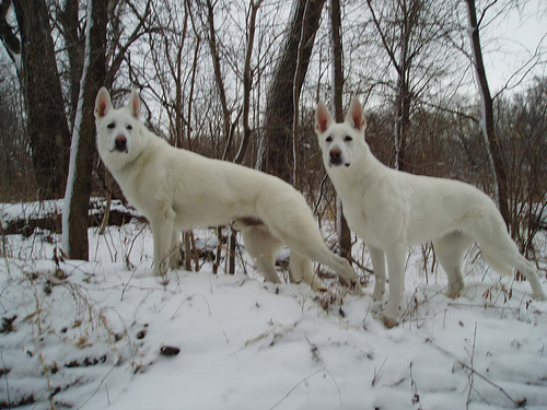 Two White German Shepherd Dogs In Snow