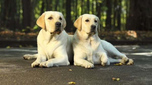 Two White Labrador Retriever Dogs