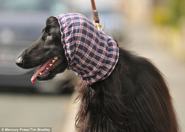 Two Year Old Afghan Hound Dog Wearing Scarf