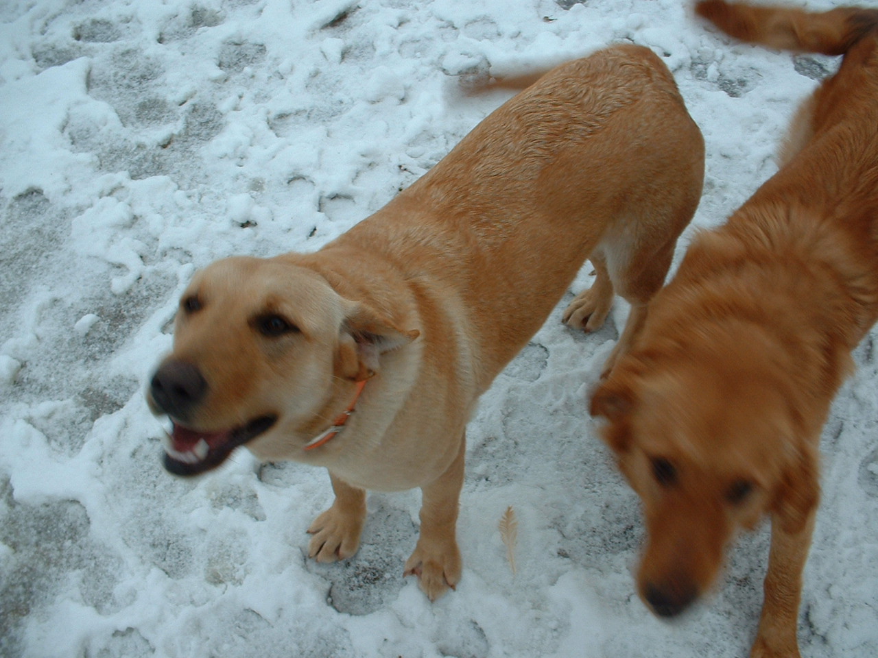 Two Yellow Labrador Retriever In Snow Picture