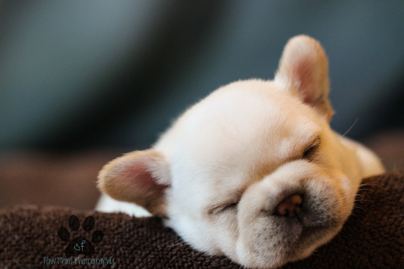 Very Cute Fawn French Bulldog Puppy