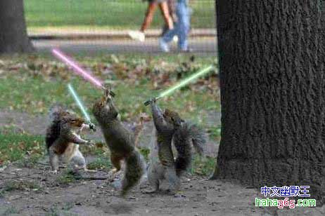 Warrior Squirrels Funny Image