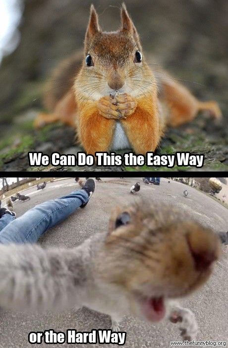 We Can Do This The Easy Way Or The Hard Way Funny Squirrel Image