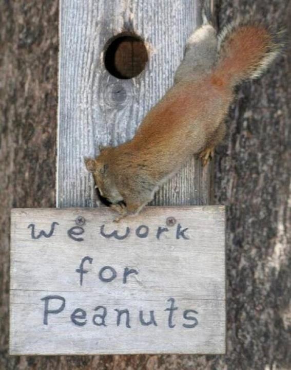 We Work For Peanuts Funny Squirrel Image