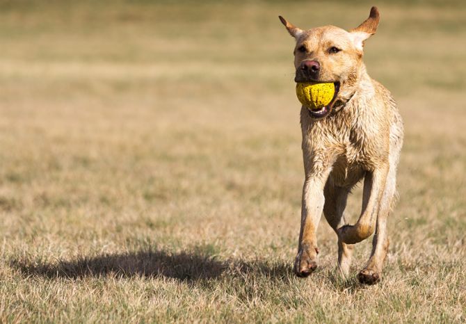 Wet Yellow Labrador Retriever Running Dog Picture