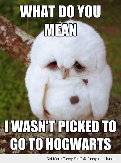 What Do You Mean I Was Not Picked To Go To Hogwarts Funny Mean Meme