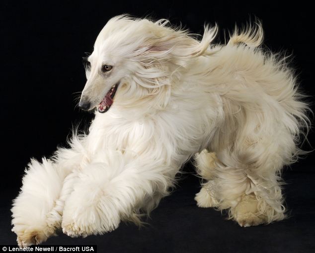 White Afghan Hound Picture