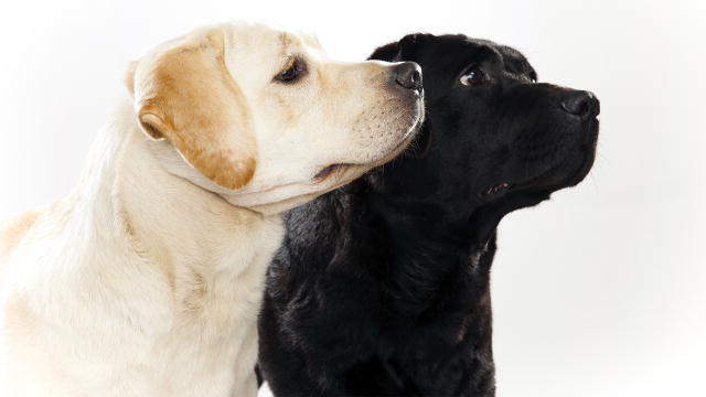 White And Black Labrador Retriever Dogs Picture