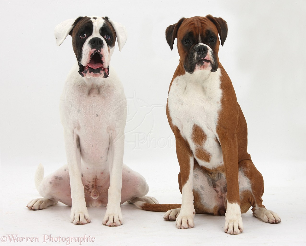 White And Brown Boxer Dogs Picture
