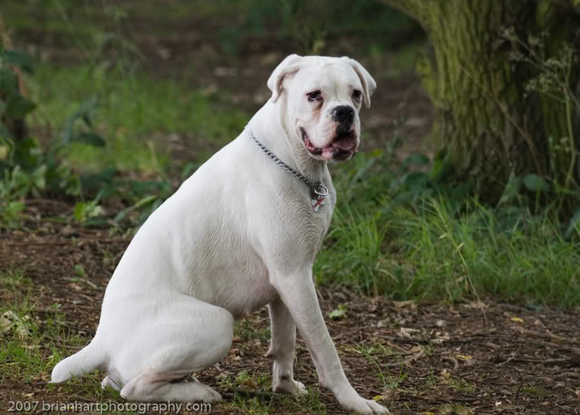 White Beautiful Boxer Dog Picture