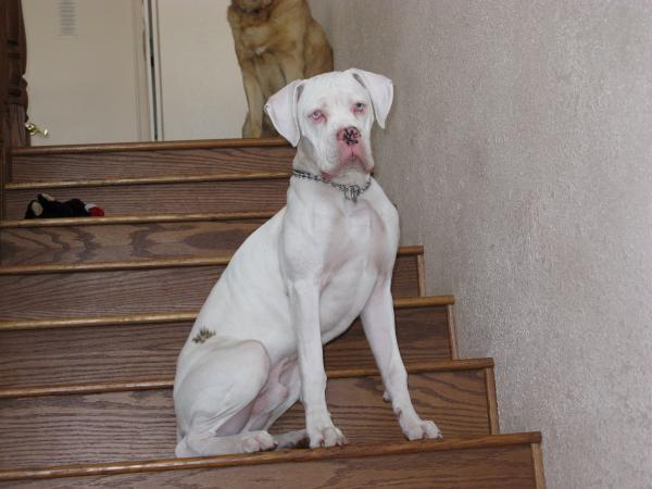 White Beautiful Boxer Dog Sitting On Stairs