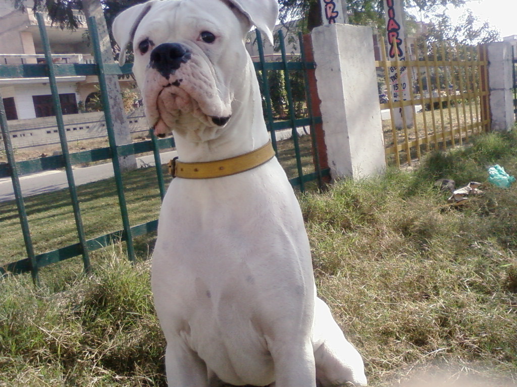 White Boxer Dog Breed Picture