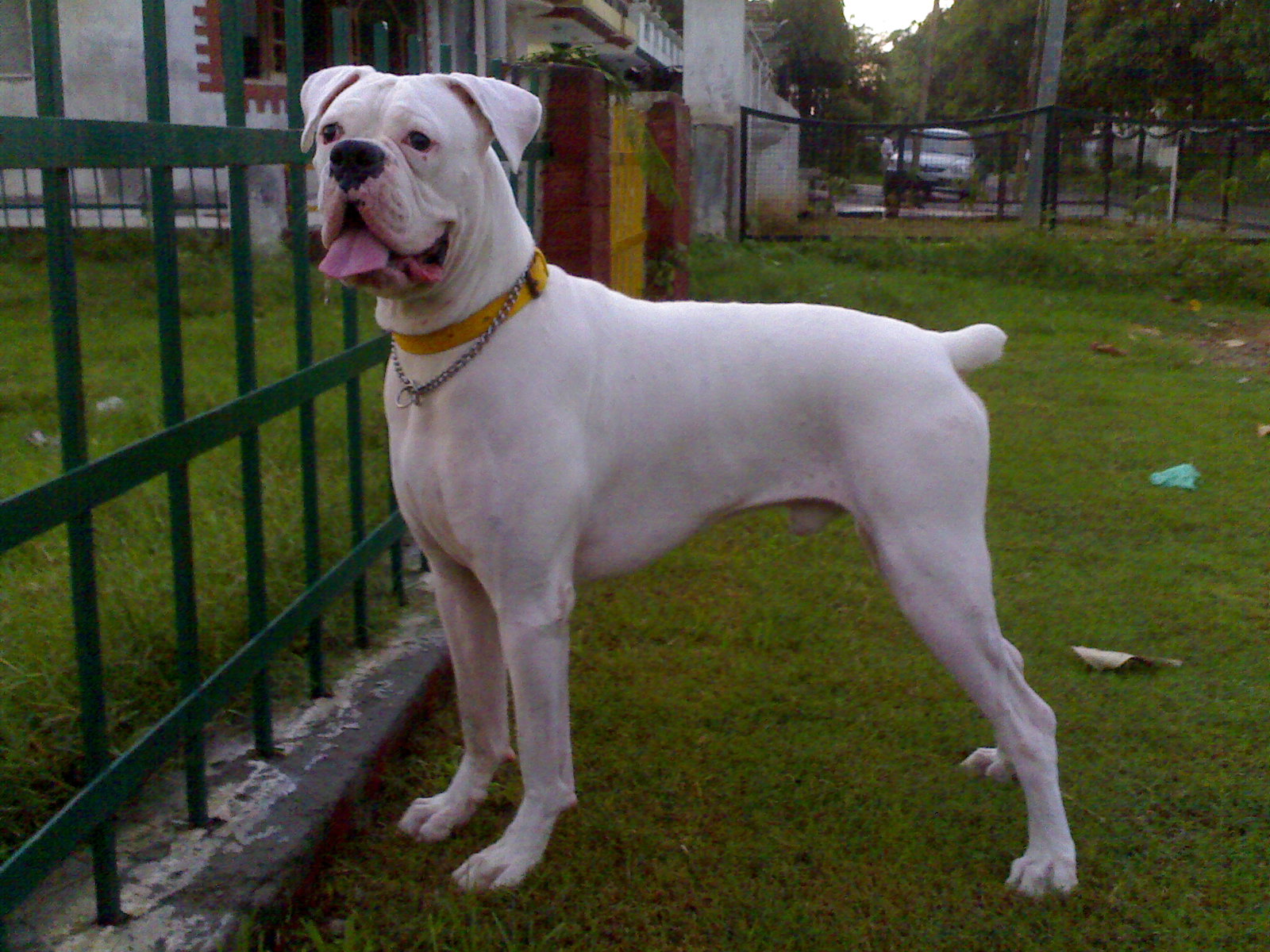 White Boxer Dog HD Wallpaper