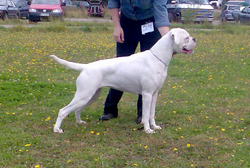 White Boxer Dog In Dog Show