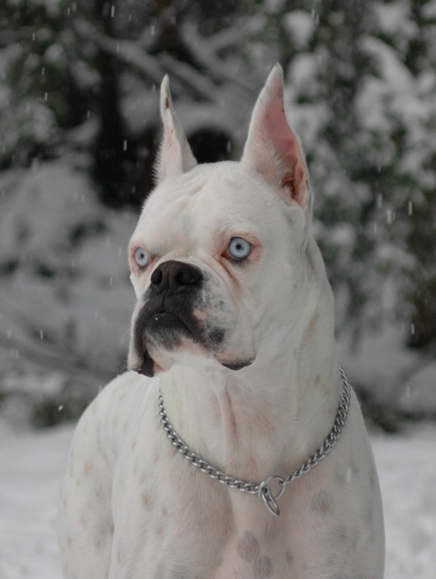 White Boxer Dog In Snow