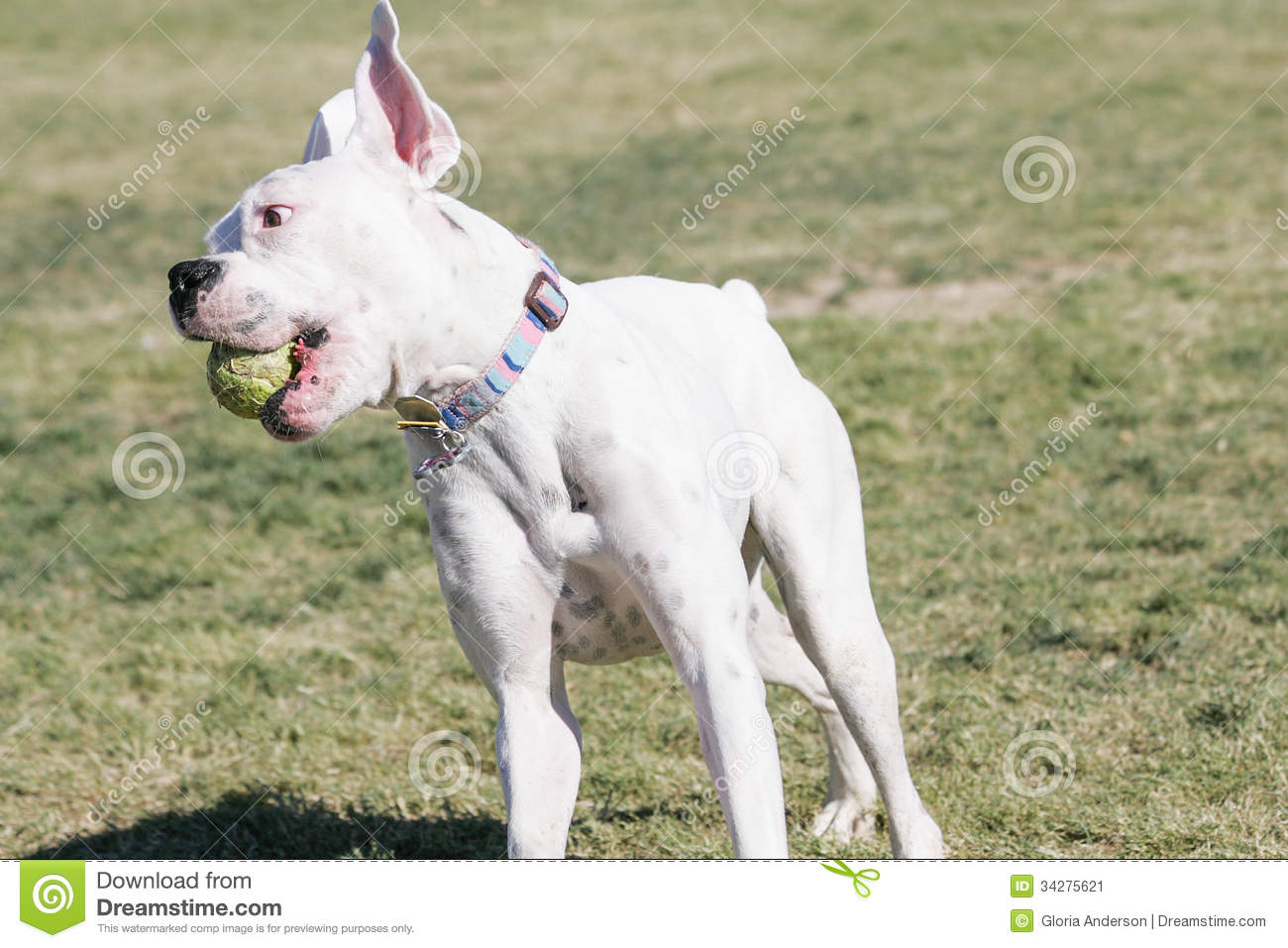 White Boxer Dog Playing With Ball Picture
