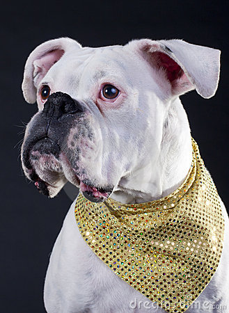 White Boxer Dog Wearing Golden Bandanna