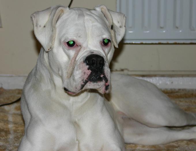White Boxer Dog With Green Eyes