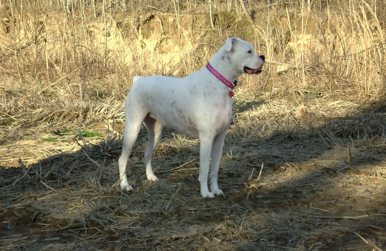 White Boxer Dog Without Tail