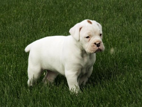White Boxer Puppy On Grass
