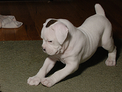 White Boxer Puppy