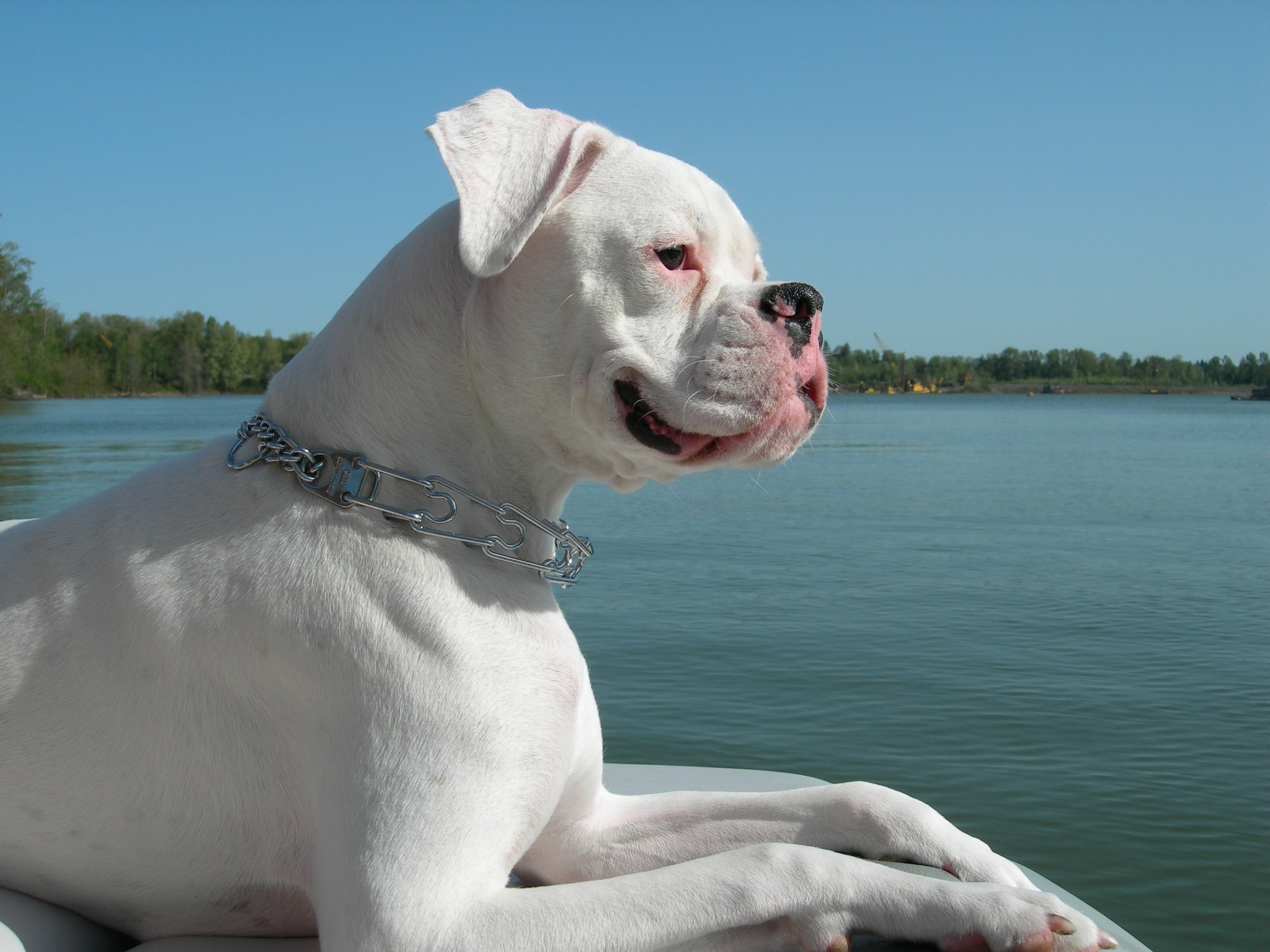 White Boxer Sitting Near Lake