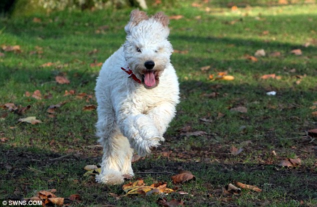 White Cockapoo Dog Running Picture