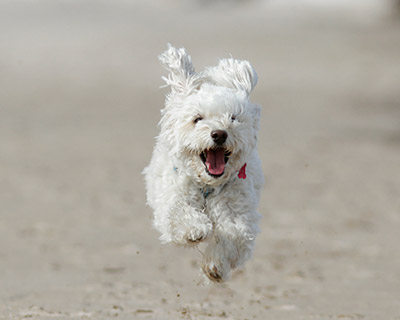 White Cockapoo Puppy Running On The Beach