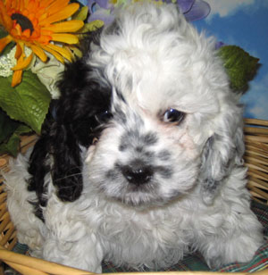 White Cockapoo Puppy With Black Mark On Face