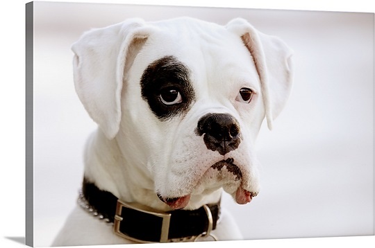 White Cute Boxer Dog Picture