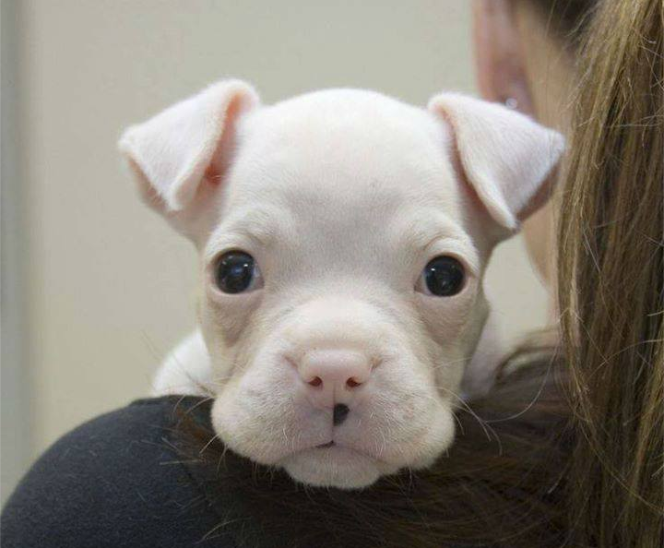 White Cute Boxer Puppy