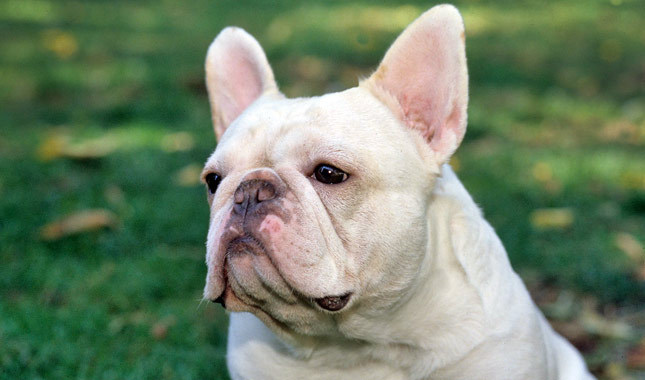 White French Bulldog Picture