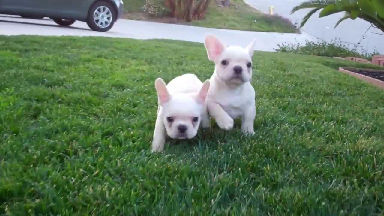 White French Bulldog Puppies Walking On Grass